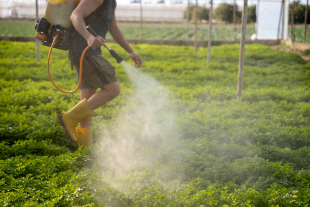 Best Wasp Removal Services  in Bangor, WI