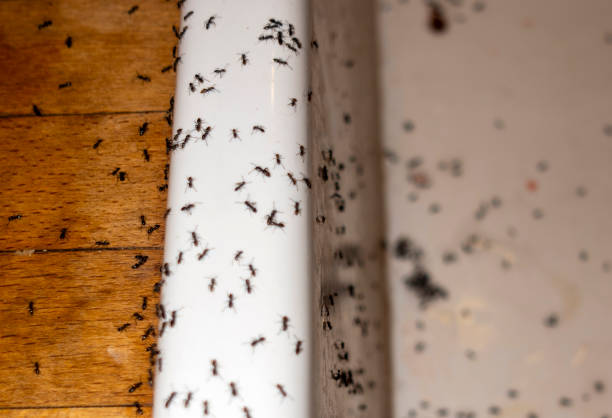 Insect Control in Bangor, WI