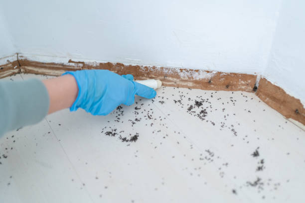 Best Local Pest Control Services  in Bangor, WI